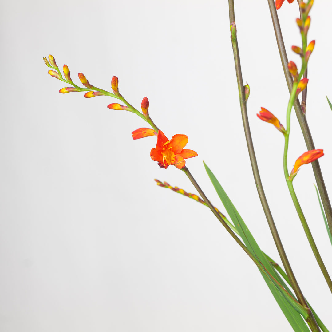 Crocosmia 'Red King'