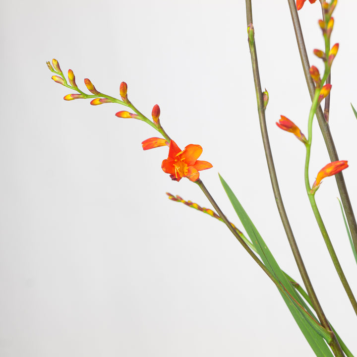 Crocosmia 'Red King'