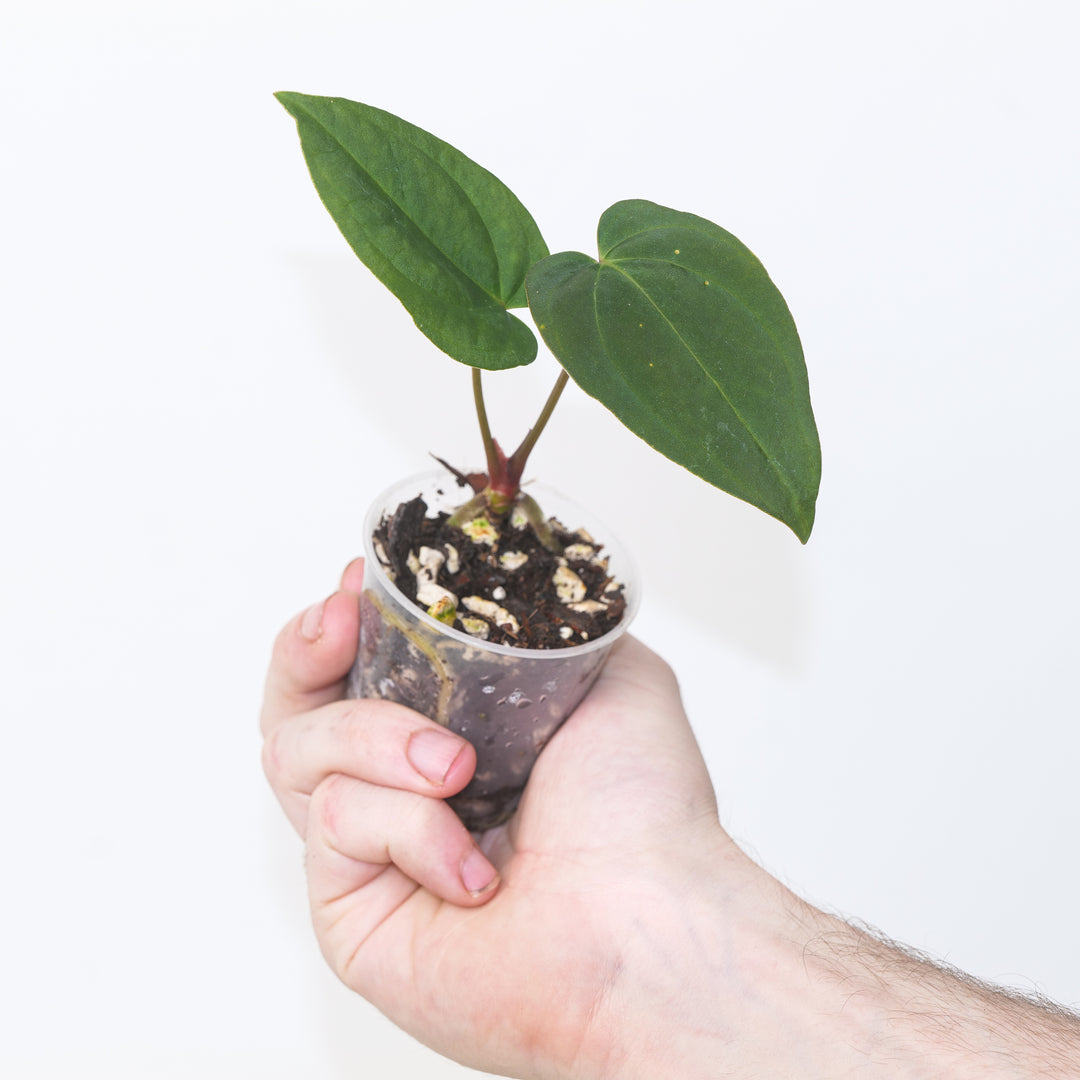 Anthurium ‘Red Spider’ × nigrolaminum ‘Gigi’ 6cm Plants GrowTropicals