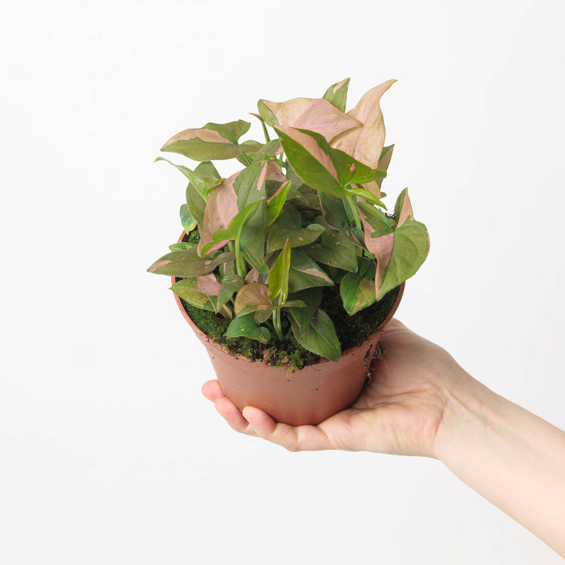 Syngonium 'Pink Splash' / 'Red Spot' 14cm Plants GrowTropicals