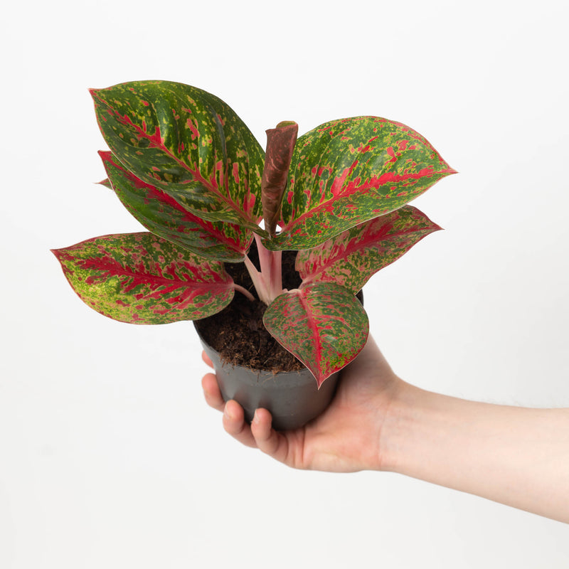 Aglaonema Red Sprinkles Plants GrowTropicals