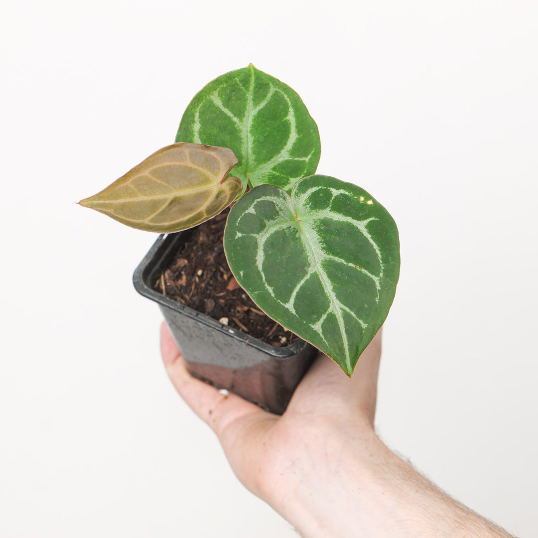 Anthurium 'Red Tiger' 9cm (Grower's Choice) Plants GrowTropicals