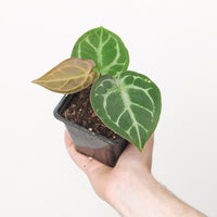 Anthurium 'Red Tiger'