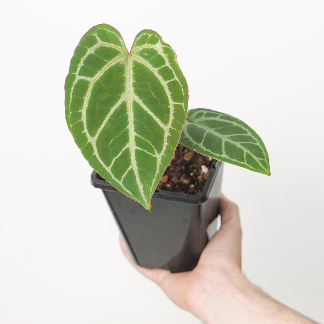 Anthurium 'Red Tiger' 12cm (Grower's Choice) Plants GrowTropicals