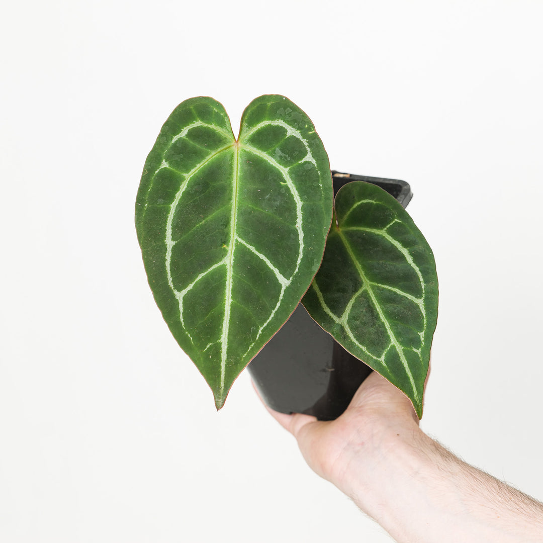 Anthurium 'Red Tiger'