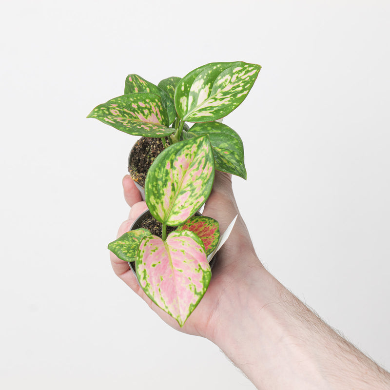 Aglaonema 'Red Zirkon' 6cm Plants GrowTropicals