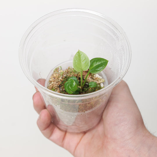 Anthurium Reflexinervium (Plantlet) Plants GrowTropicals