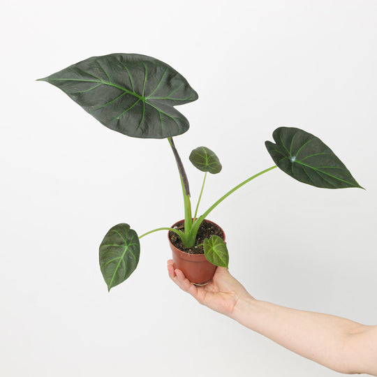 Alocasia 'Regal Shields' 10.5cm Plants GrowTropicals