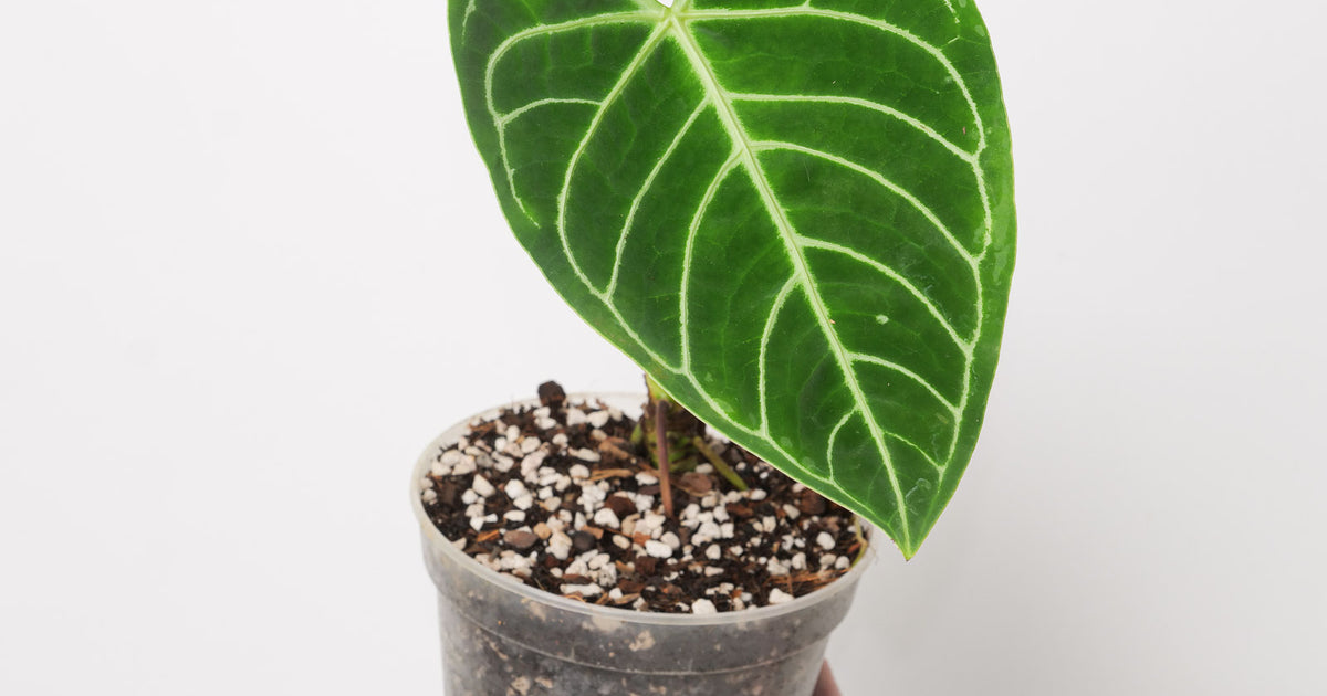 Imperfect Anthurium regale | Plants