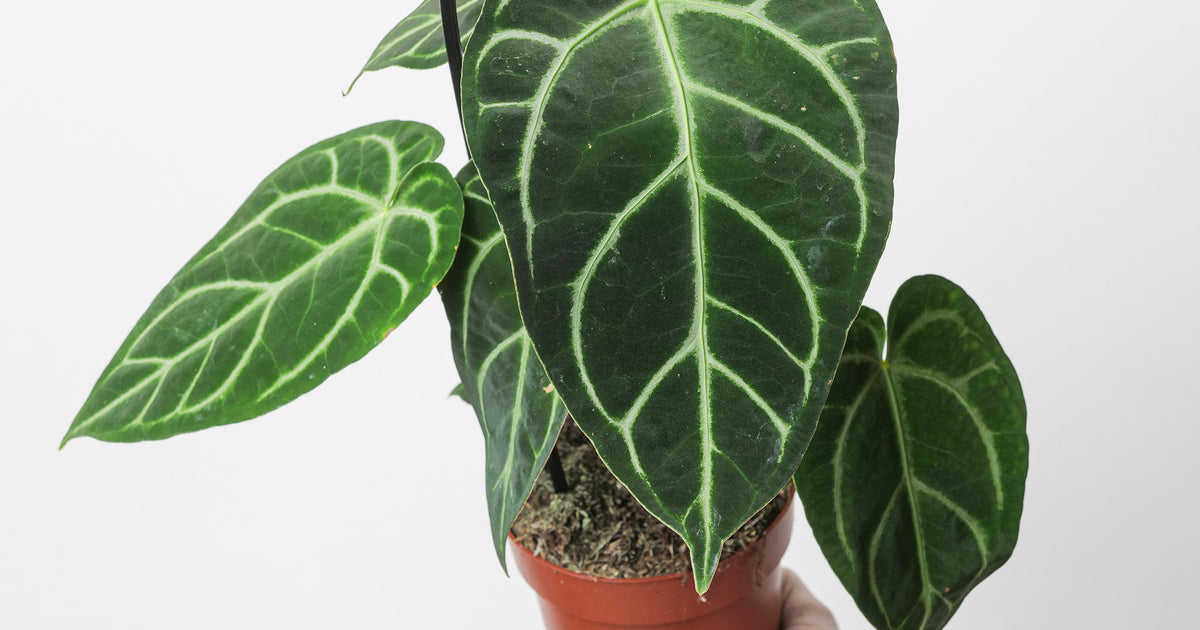 anthurium regale peru Anthurium regale | Plants