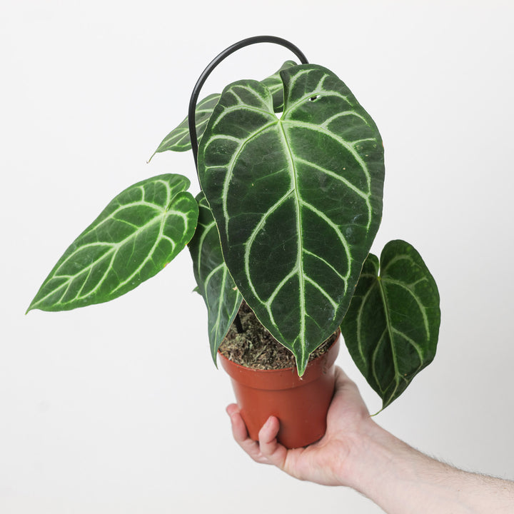 Anthurium regale Plants GrowTropicals