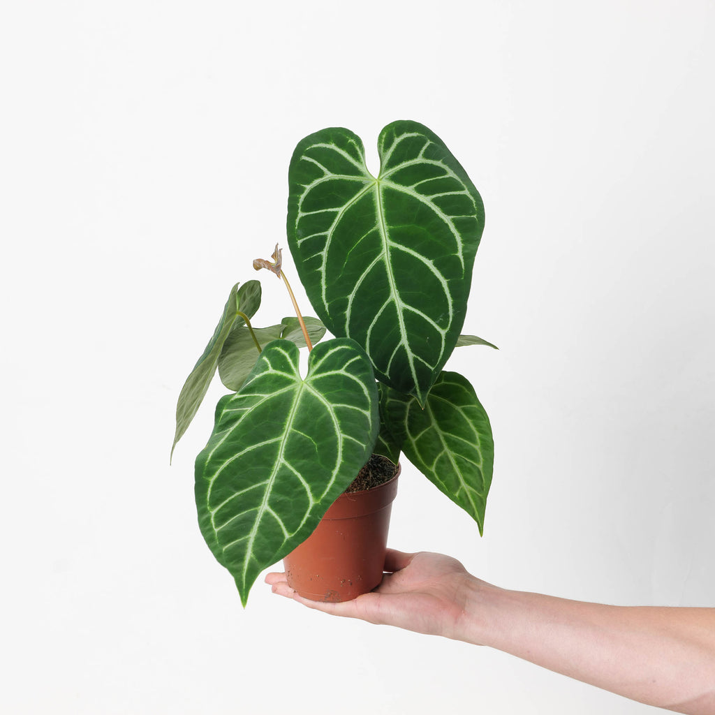 その他観葉植物 Anthurium Crystallinum x Regale Anthurium crystallinum x regale | Plants | GrowTropicals.com