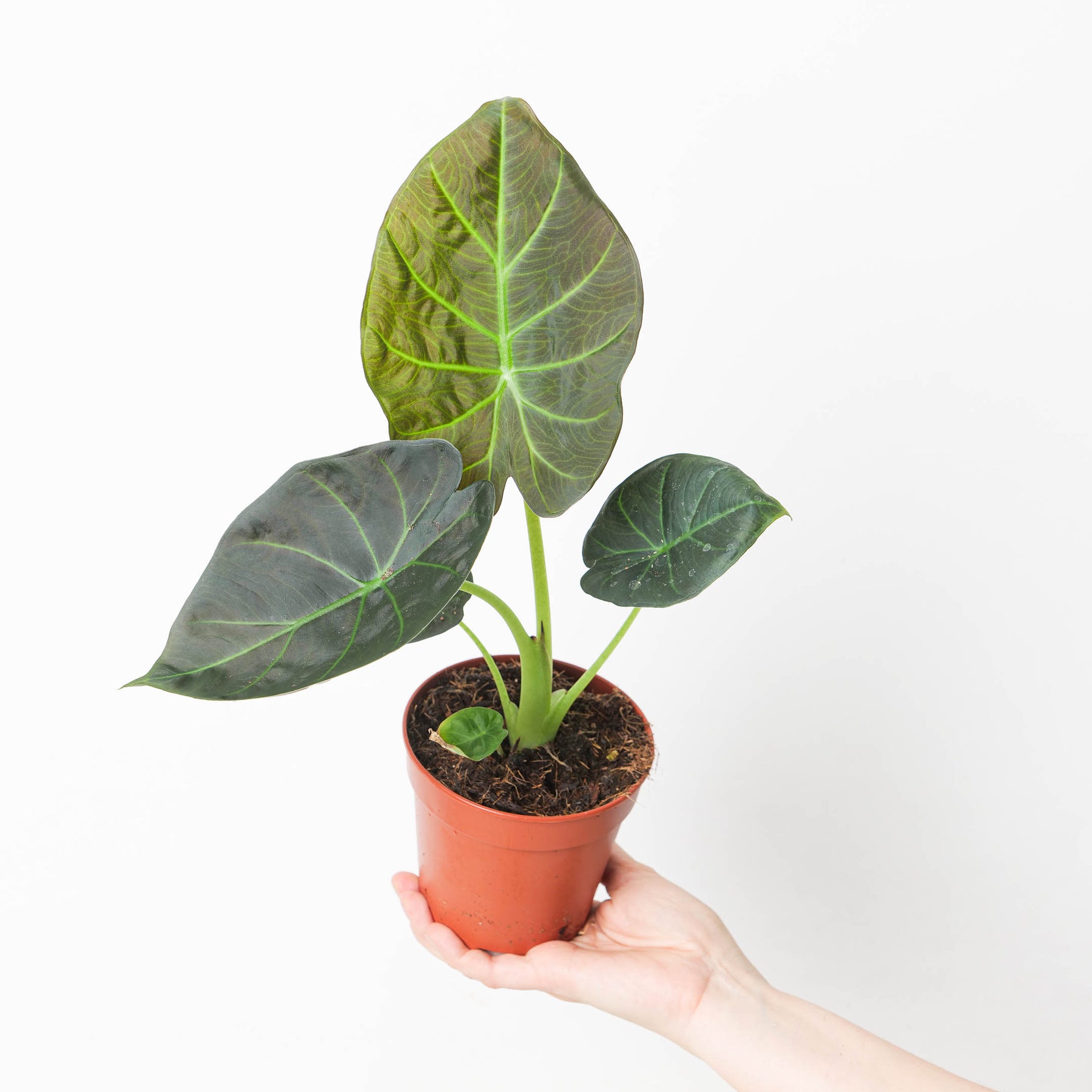 philodendron regal shield Alocasia 'Regal Shields'