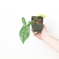 Philodendron × Reginae