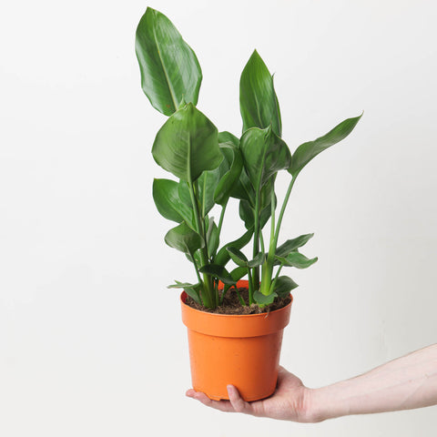 Strelitzia reginae 17cm Plants GrowTropicals