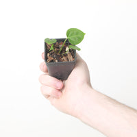 Anthurium regale x 'Michelle'