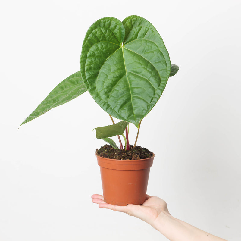 Anthurium regale x luxurians Plants GrowTropicals