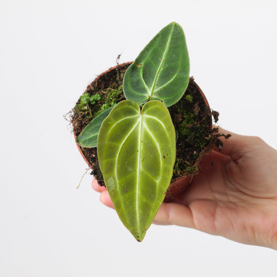 Anthurium regale x nigrolaminum 'Gigi'