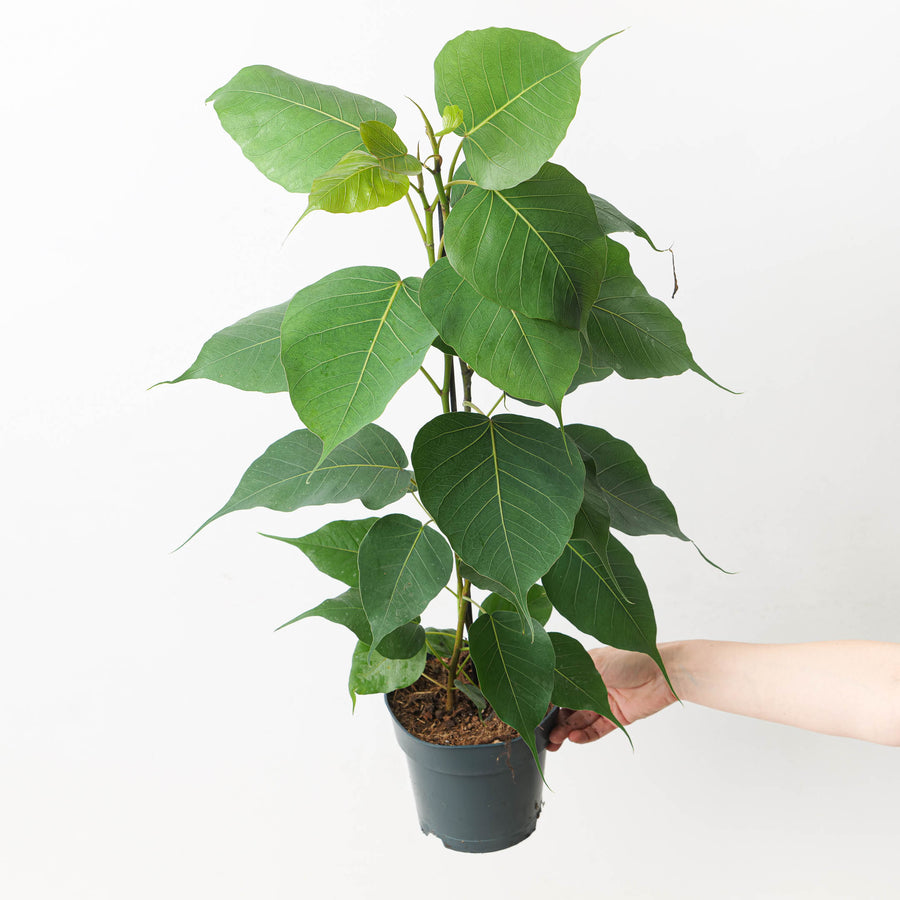 Ficus religiosa | Sacred Fig - GROW TROPICALS