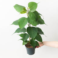 Ficus religiosa | Sacred Fig