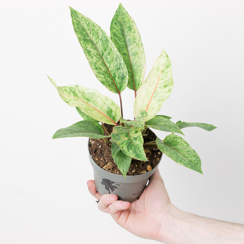 Anthurium renaissance variegata Plants GrowTropicals
