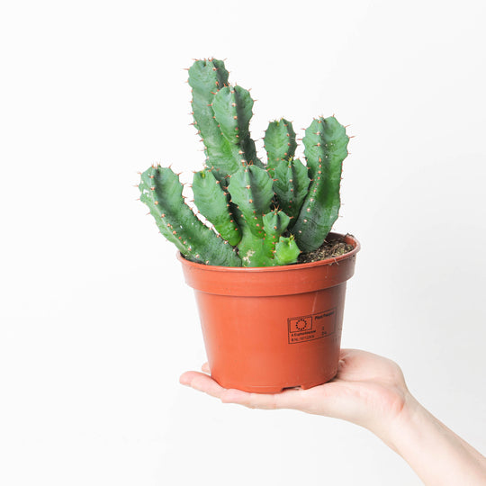 Euphorbia resinifera 15cm Plants GrowTropicals