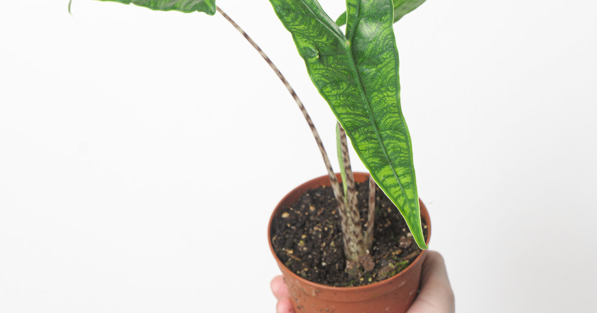 Alocasia zebrina Reticulata | Plants