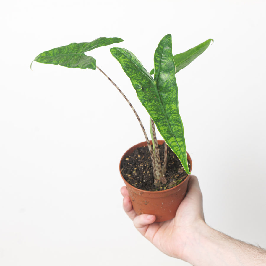 Alocasia zebrina Reticulata 10.5cm Plants GrowTropicals