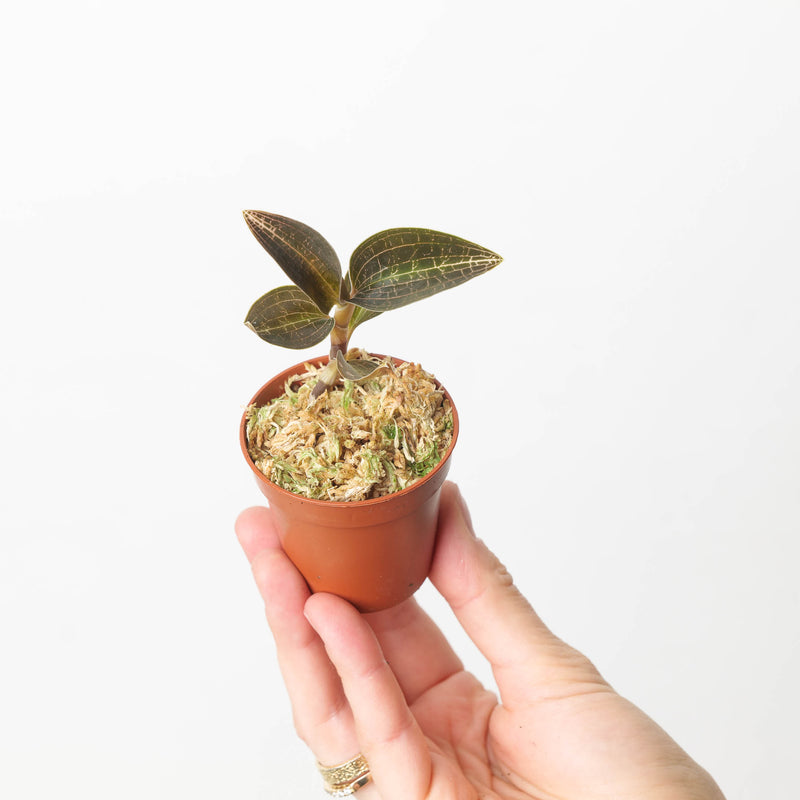 Goodyera reticulata Plants GrowTropicals