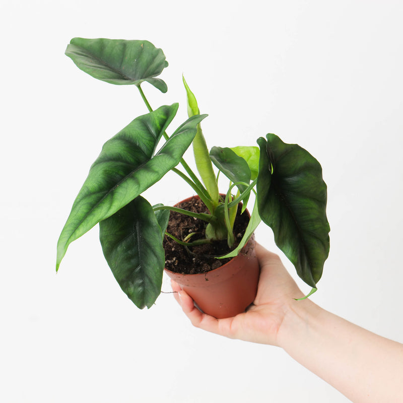 Alocasia 'Reversa' aff 10.5cm Plants GrowTropicals