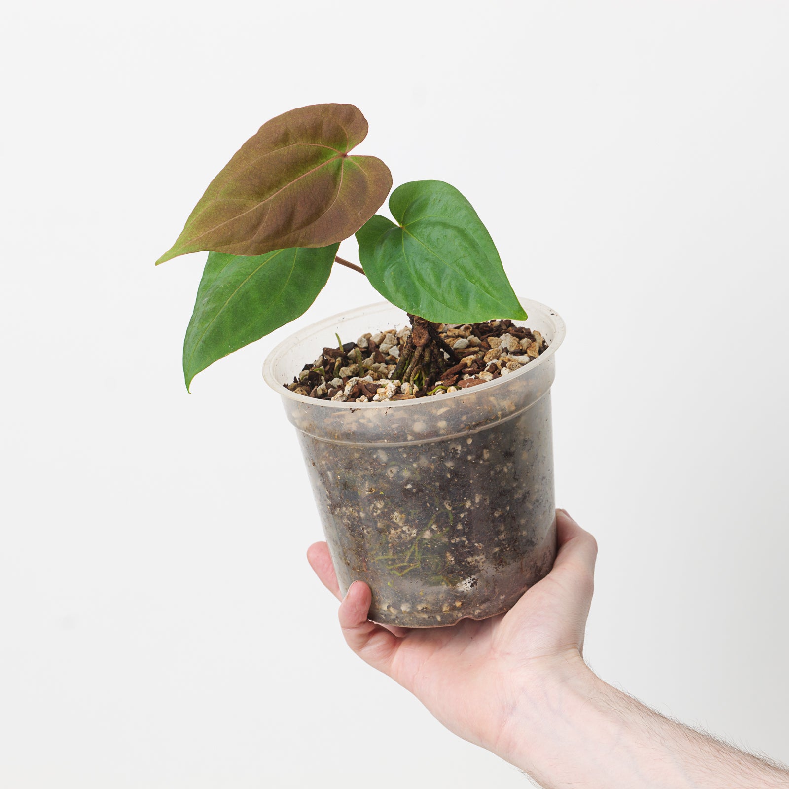 Anthurium Ree Pap Anthurium papillilaminum 'Ree Gardens' x besseae (True Form) | Plants ...