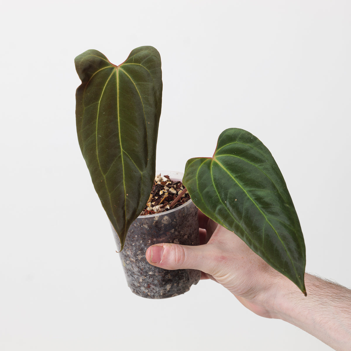Anthurium Ree Pap Anthurium papillilaminum 'Ree Gardens' x besseae (True Form) | Plants ...