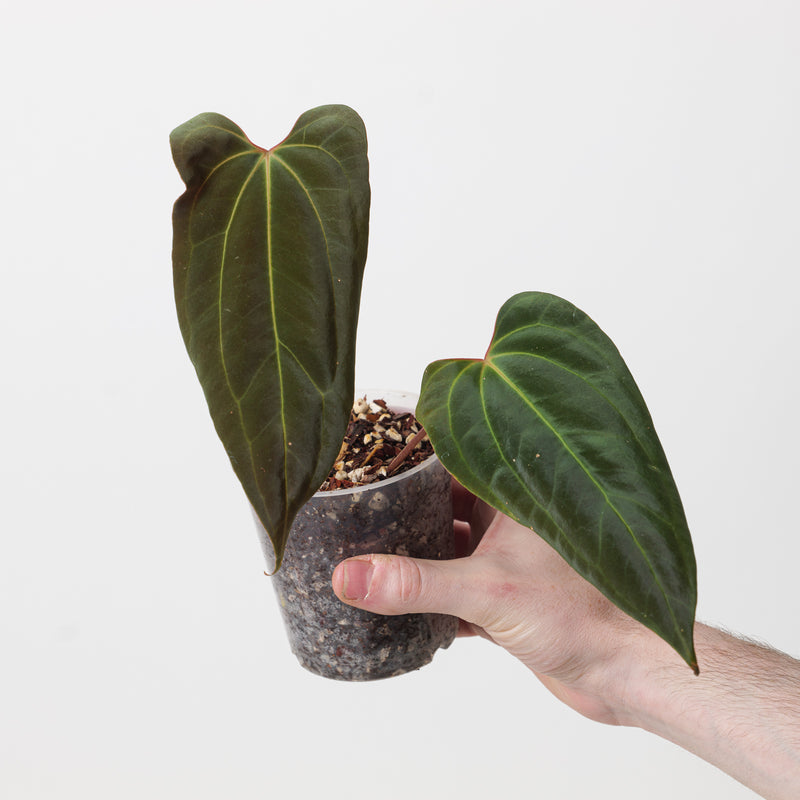 Anthurium papillilaminum 'Ree Gardens' x besseae (True Form) Plants GrowTropicals