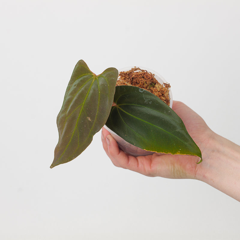 Anthurium papillilaminum 'Ree Gardens' x besseae (True Form) — 9cm / A1