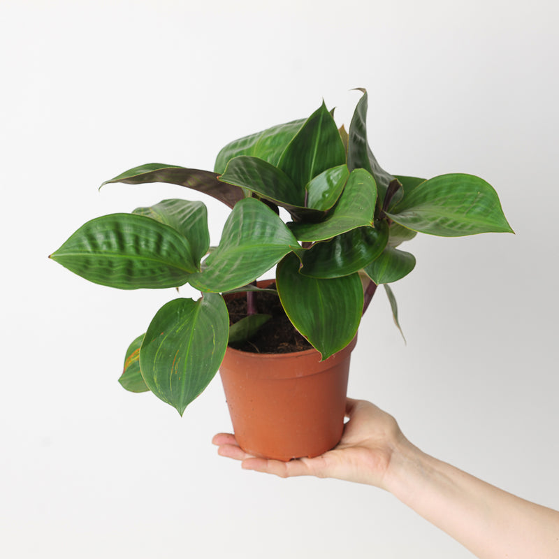 Geogenanthus rhizanthus 15cm Plants GrowTropicals