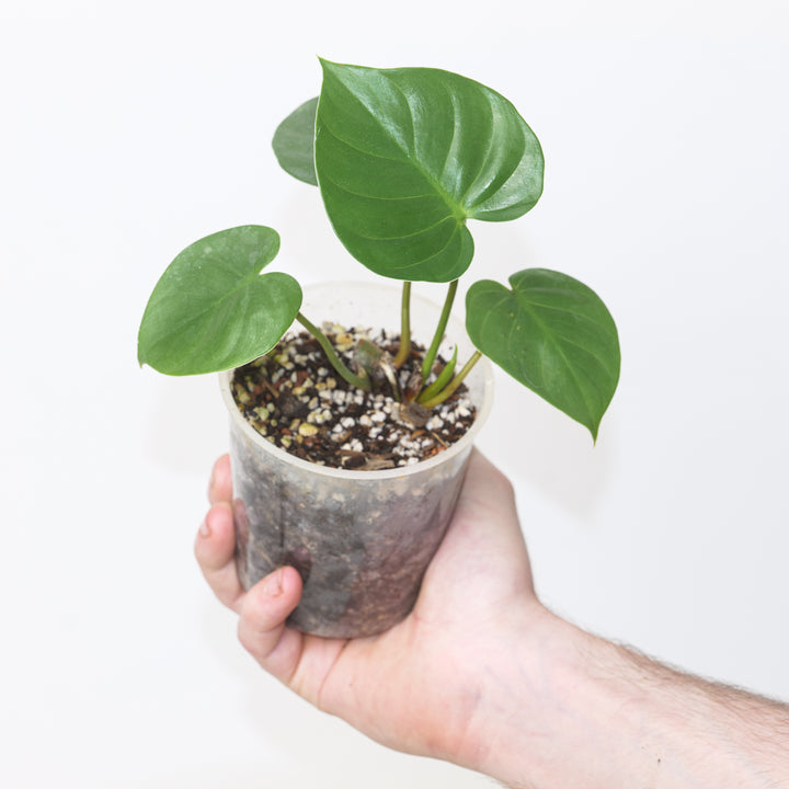 Philodendron rhizomatosum 9cm / #41 Plants GrowTropicals