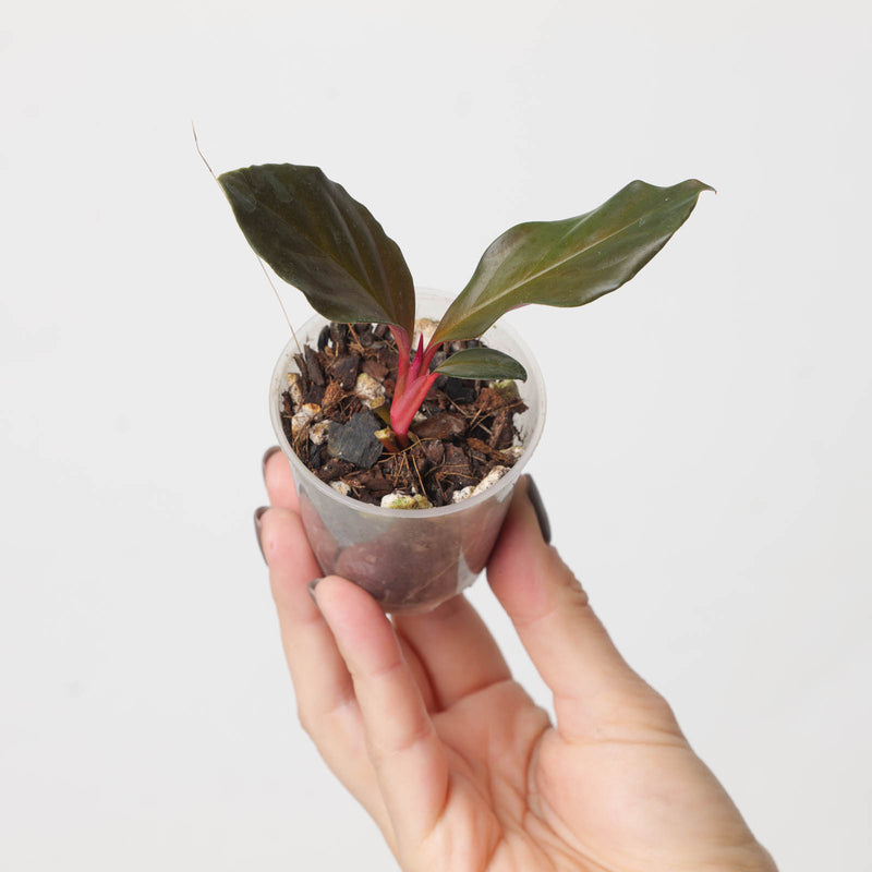 Rhodospatha sp. 'Black/Red' — 6cm