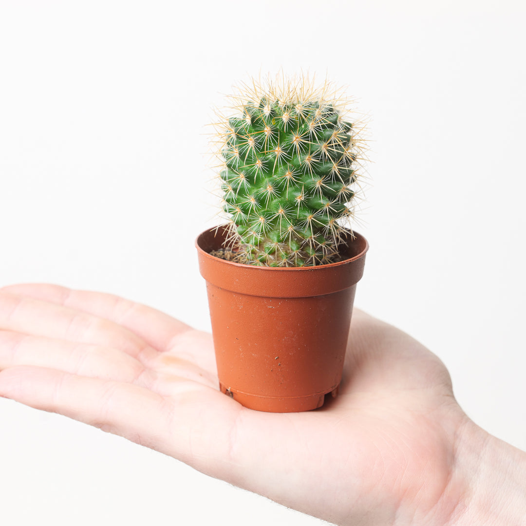 Mammillaria rhodoantha - GROW TROPICALS