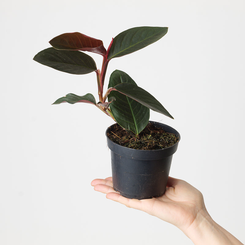 Rhodospatha sp. 'Black/Red' 12cm Plants GrowTropicals