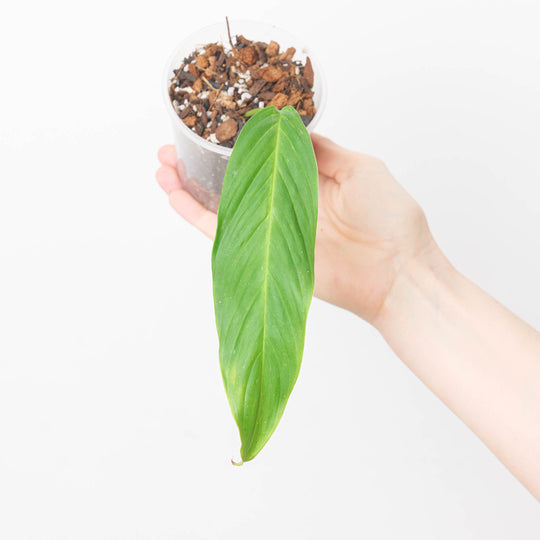 Rhodospatha sp. NOID 9cm Plants GrowTropicals