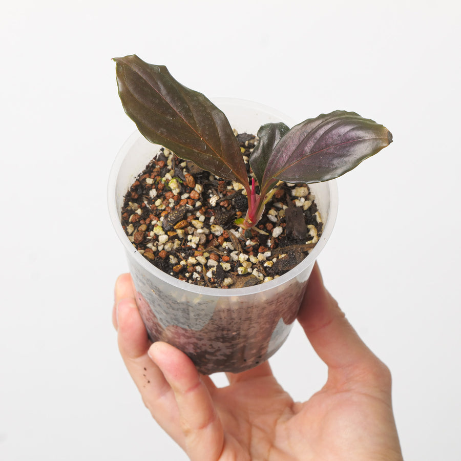 Rhodospatha sp. 'Pink' 9cm Plants GrowTropicals