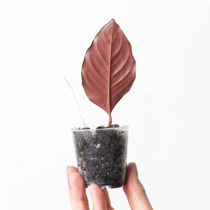 Rhodospatha sp. 'Black/Red' Plants GrowTropicals