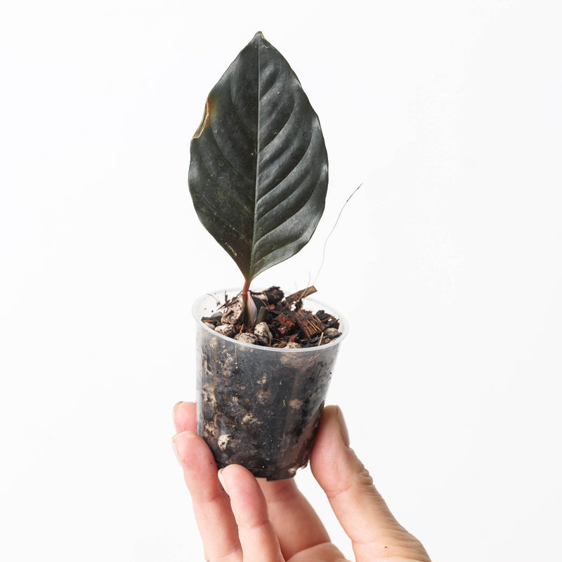 Rhodospatha sp. 'Black/Red' Plants GrowTropicals