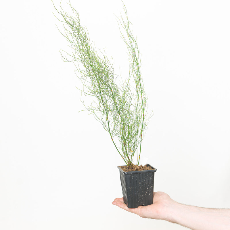 Rhodocoma capensis — 9cm / 0.5L