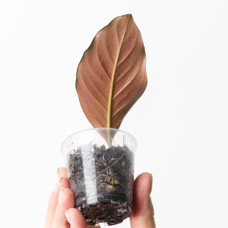 Rhodospatha sp. 'Dark Glossy' Plants GrowTropicals