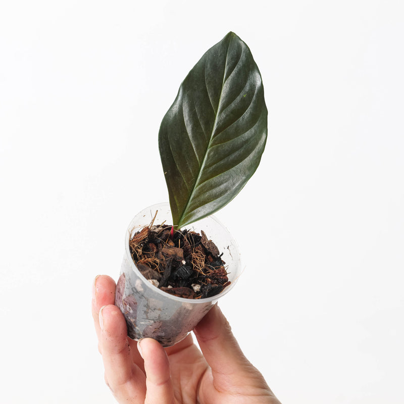 Rhodospatha sp. 'Dark Glossy' Plants GrowTropicals