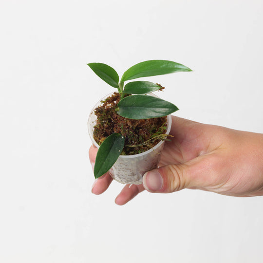 Rhodospatha sp. 'Dark Green Narrow' Plants GrowTropicals
