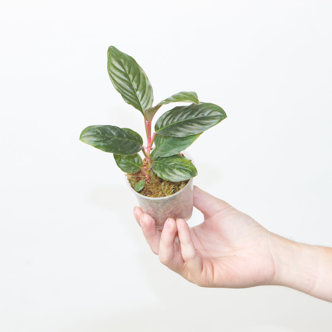 Rhodospatha sp. 'Brown' Plants GrowTropicals