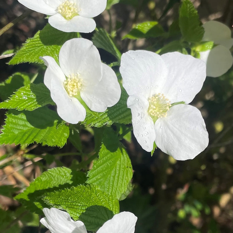 Rhodotypos scandens — 17cm / 2L