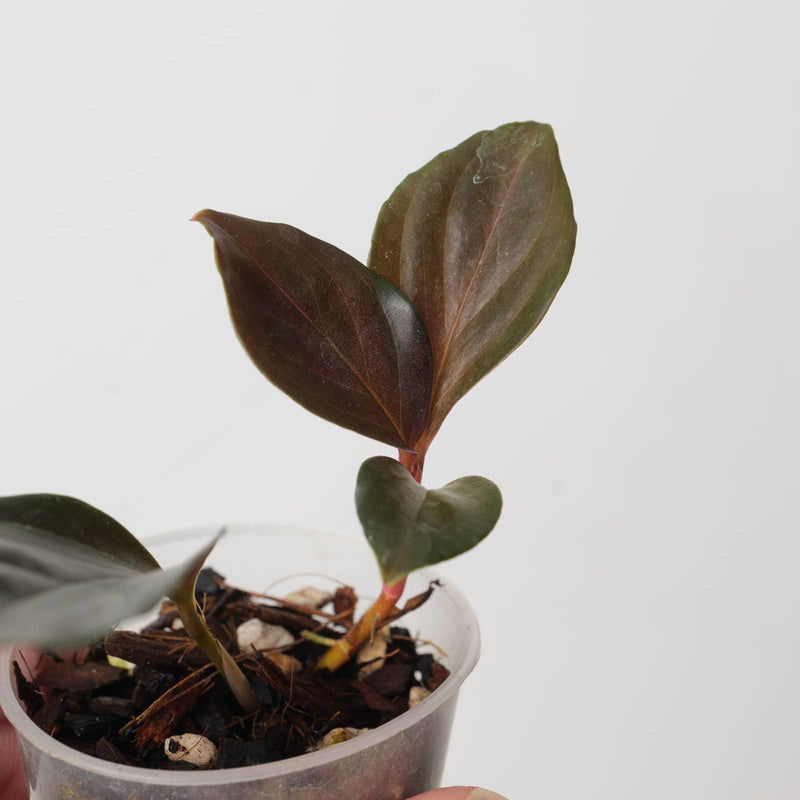Rhodospatha sp. 'Pink' Plants GrowTropicals